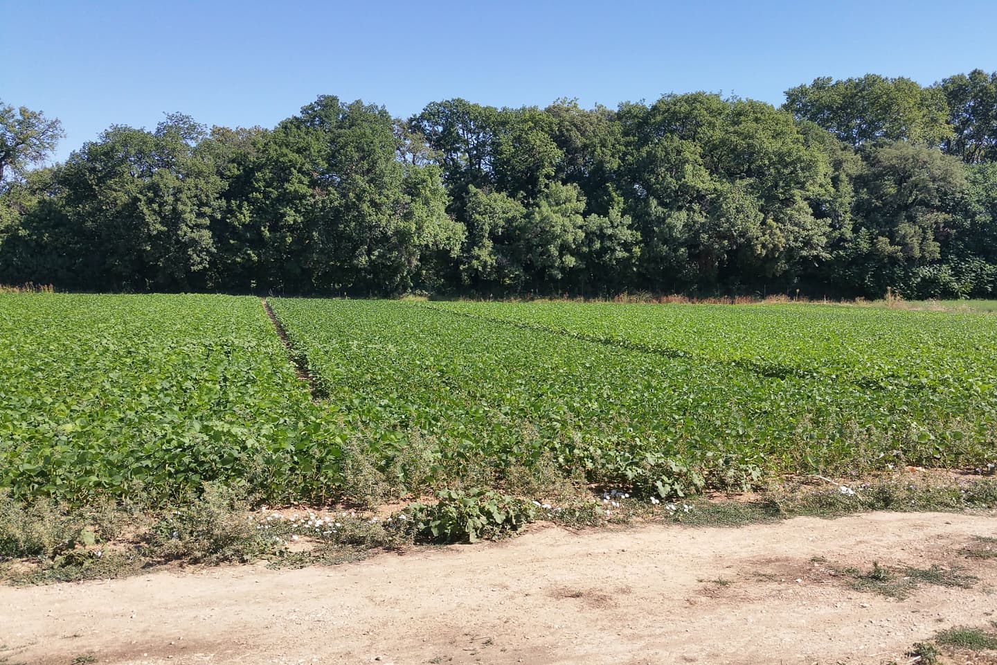 Agriculture de conservation irriguée et intensive