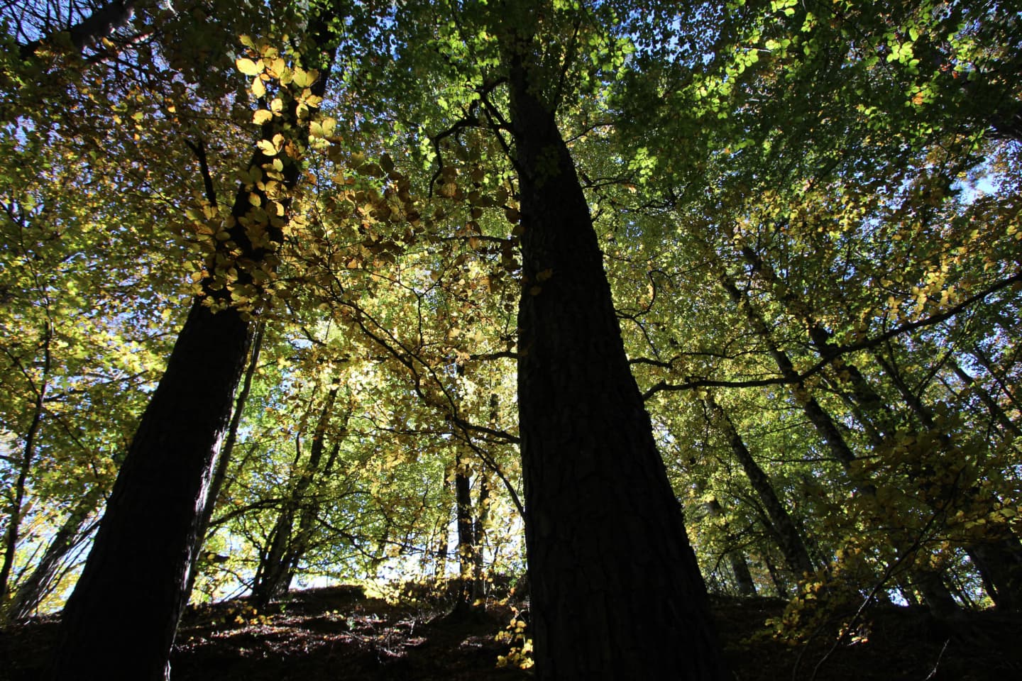 Suivi en forêt de l’Aigoual de placettes forestières en Gestion et en Libre Evolution