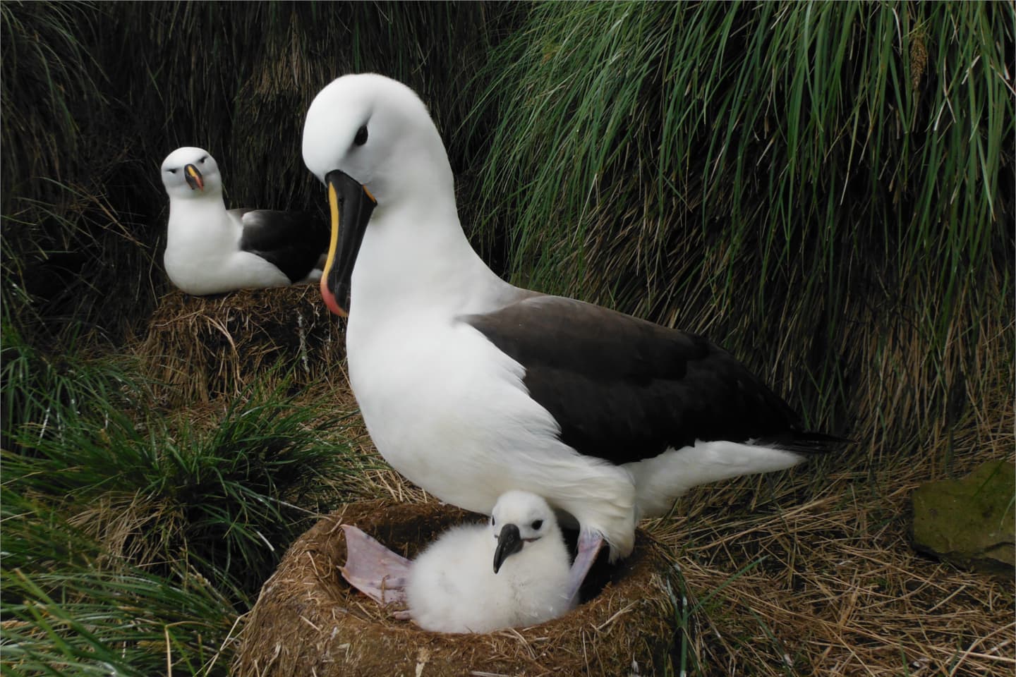Oiseaux de mer et pathogènes en Subantarctique