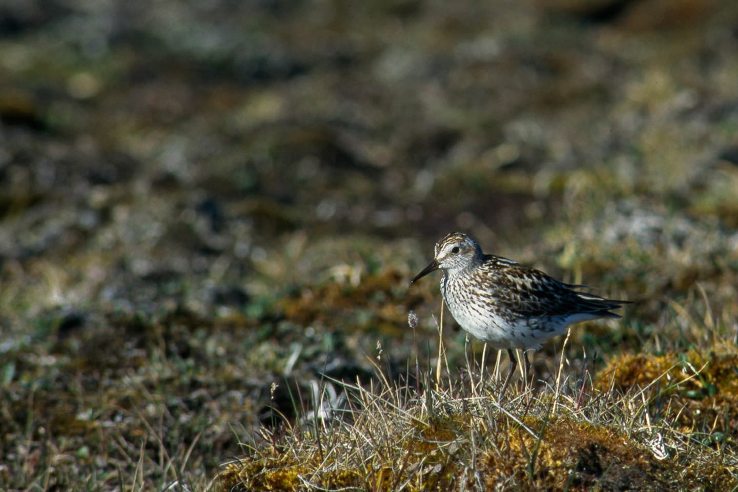 Communautés d’oiseaux