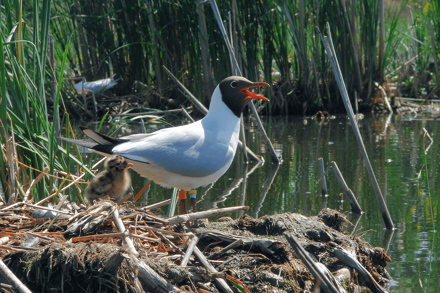 Mouette rieuse