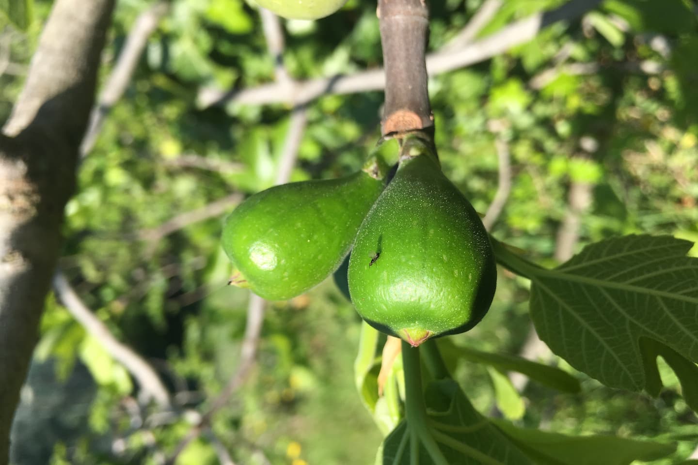 Communication chimique plantes-pollinisateurs