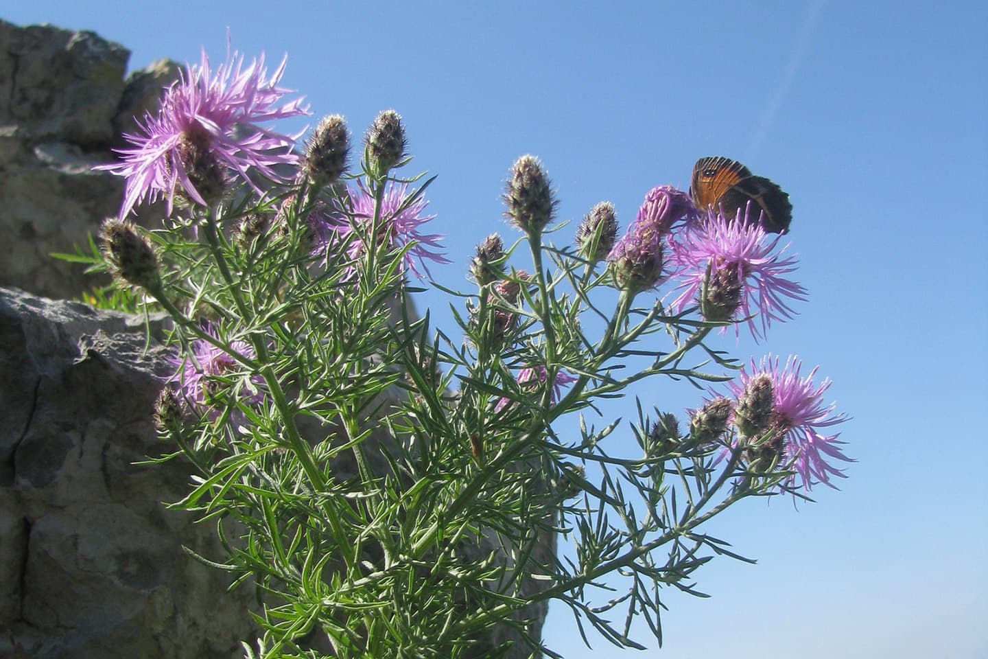Centaurée de la Clape