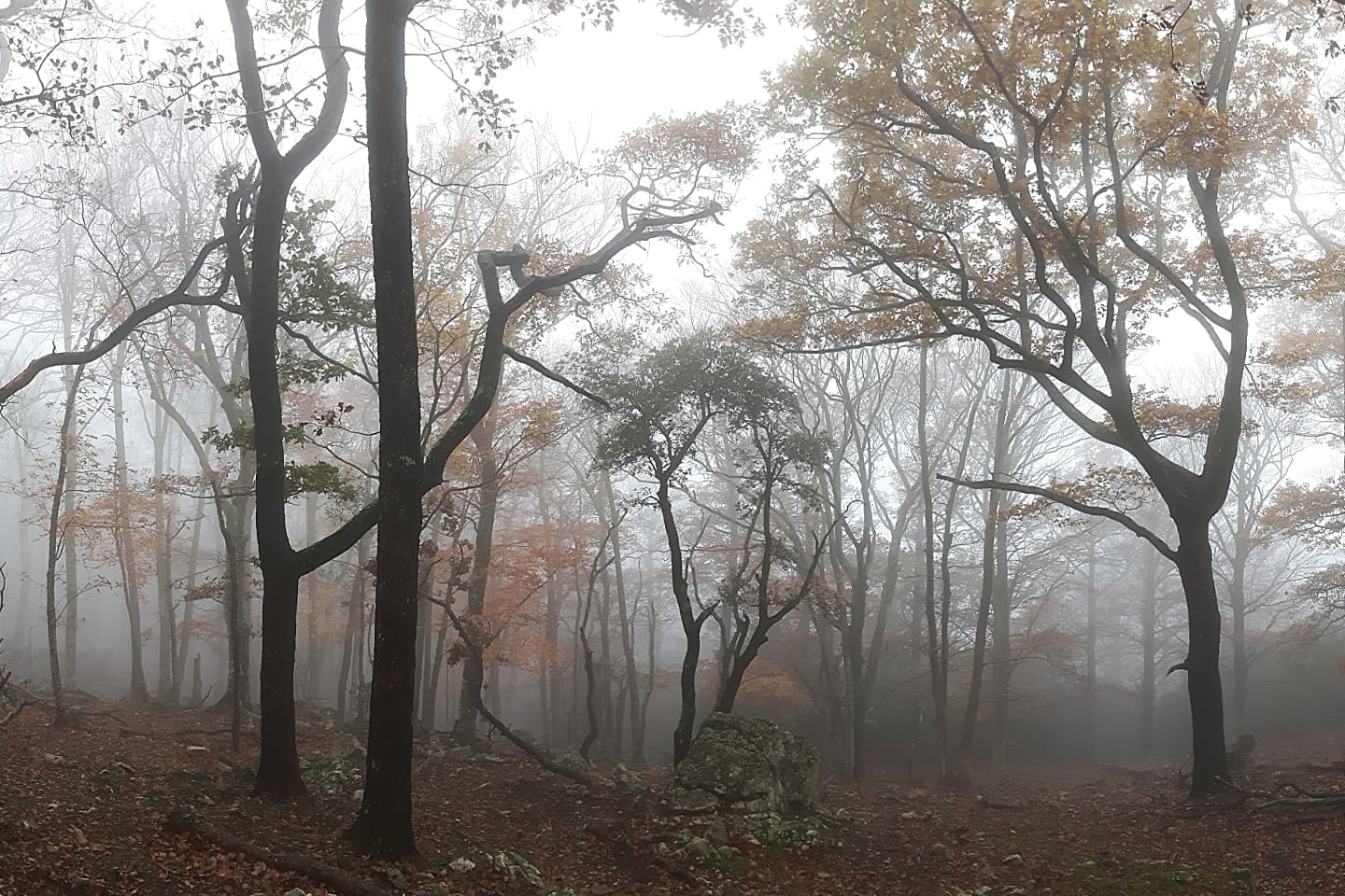 Recrutement forestier et pastoralisme