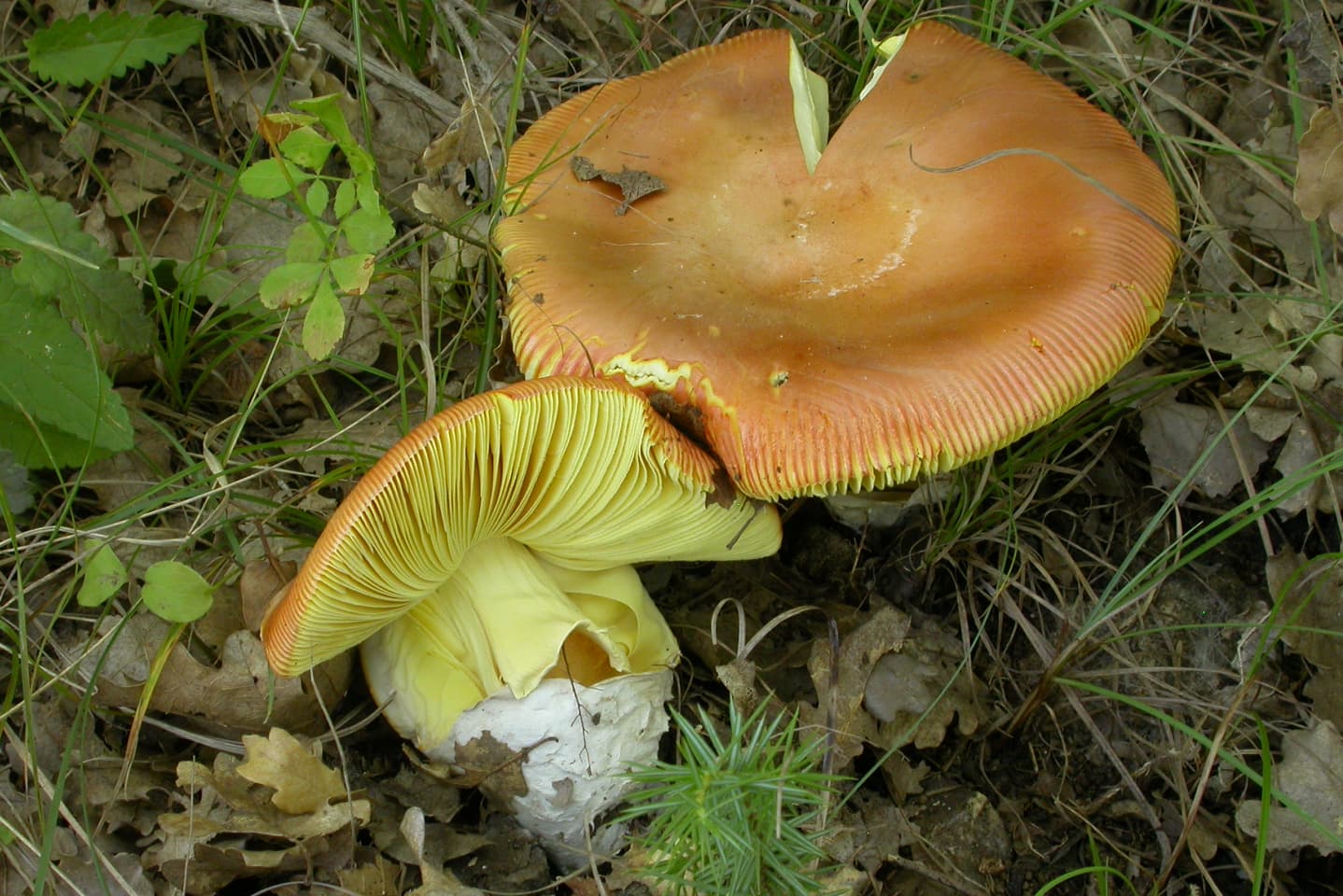 Communautés fongiques