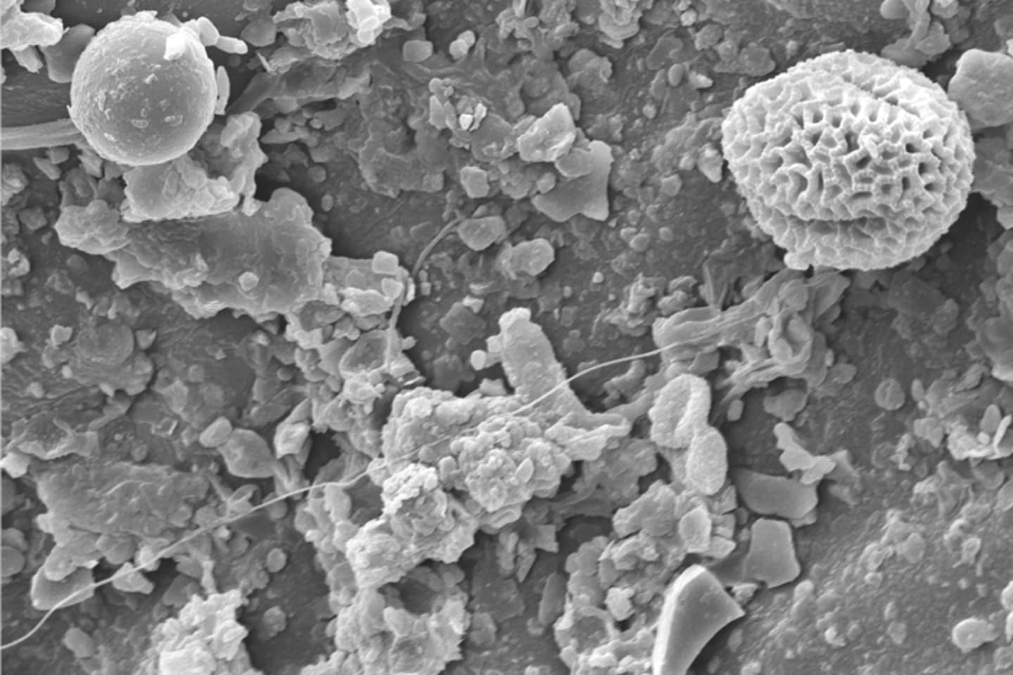 Impact des haies arborées sur la qualité de l'air