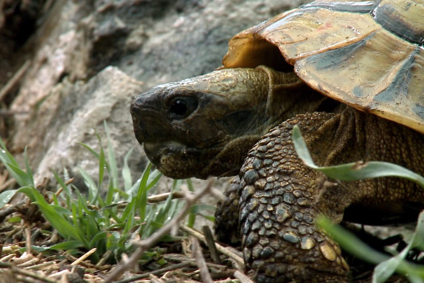 Reptiles et amphibiens