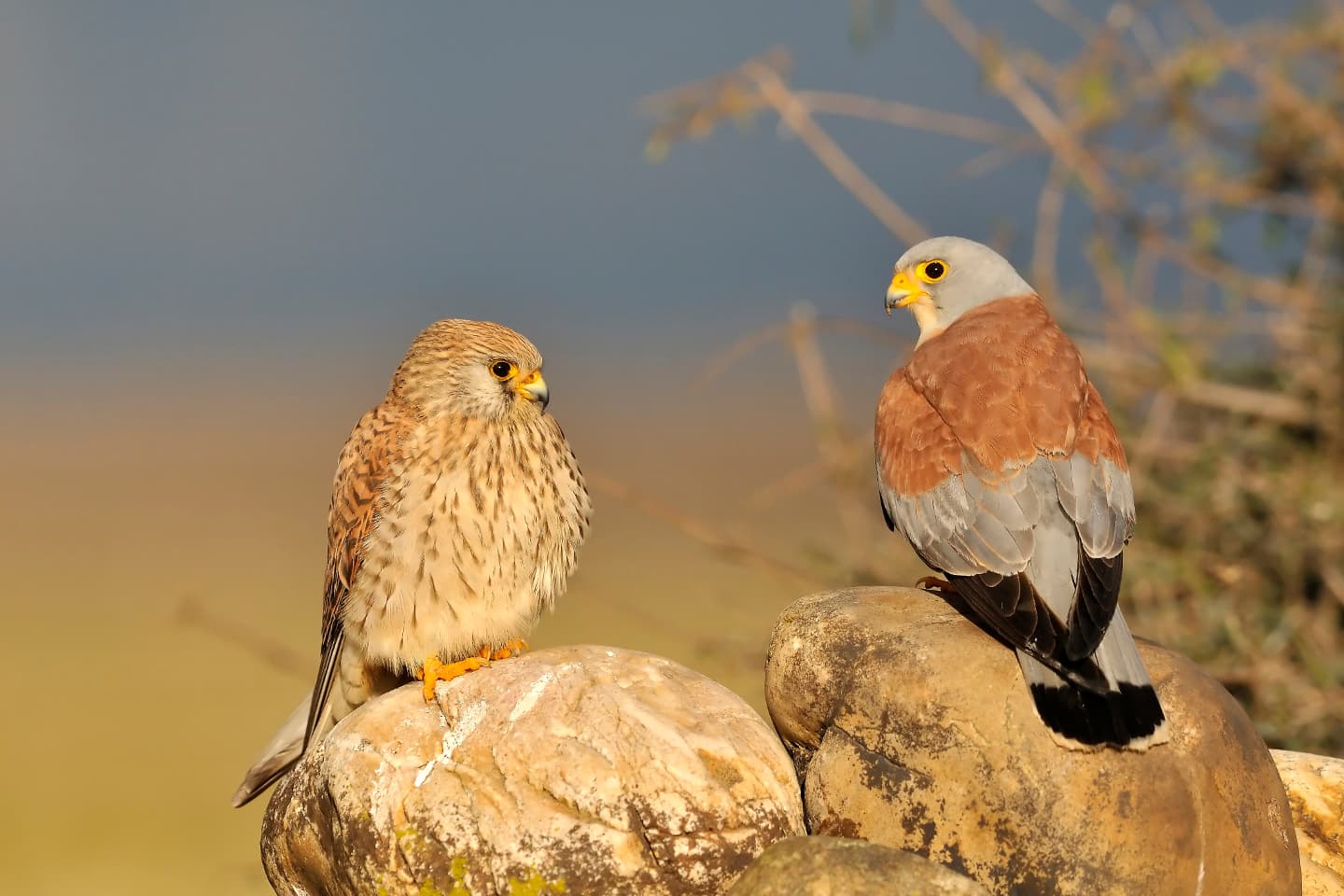 Faucon crécerellette