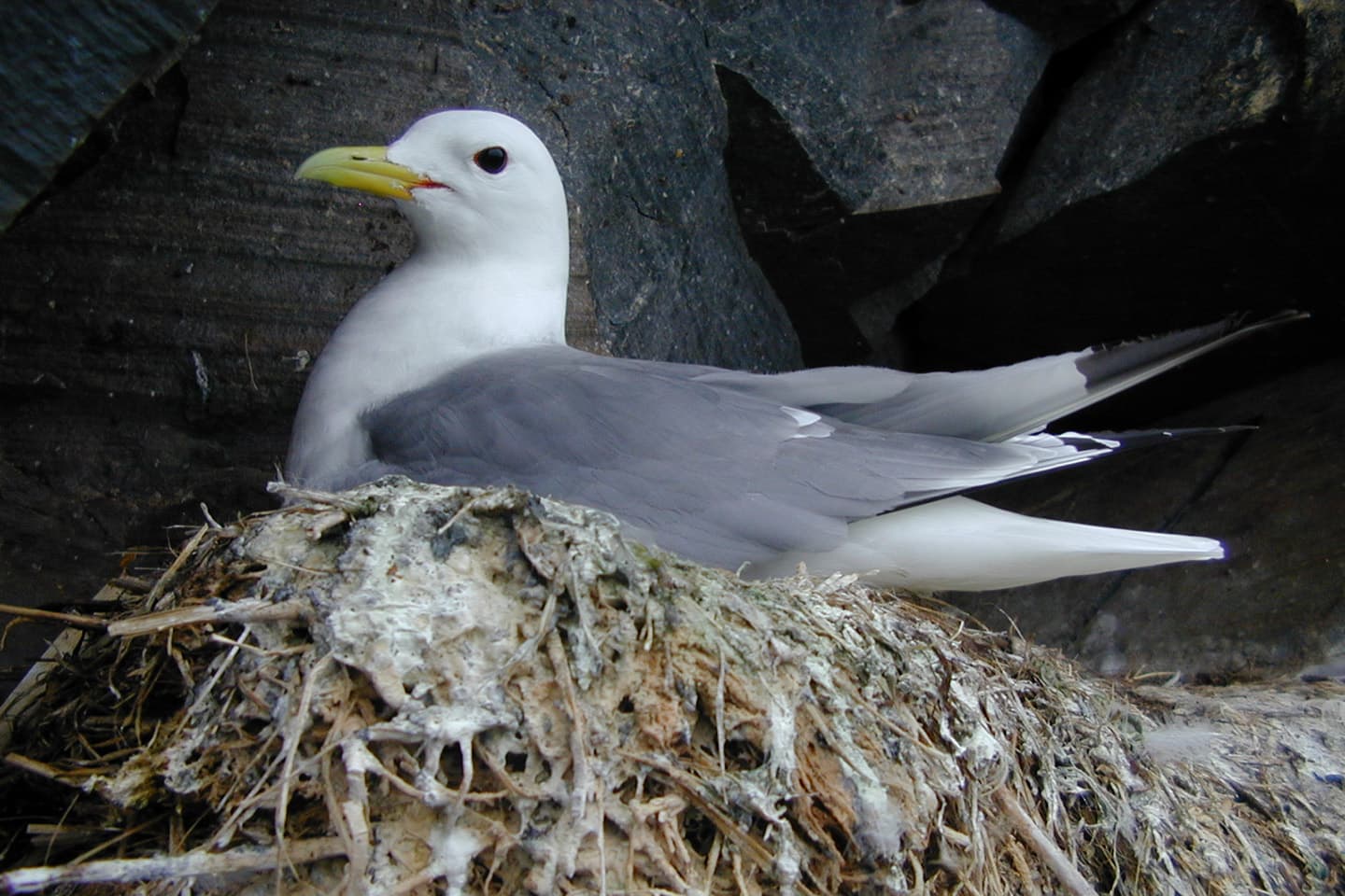 Mouette tridactyle