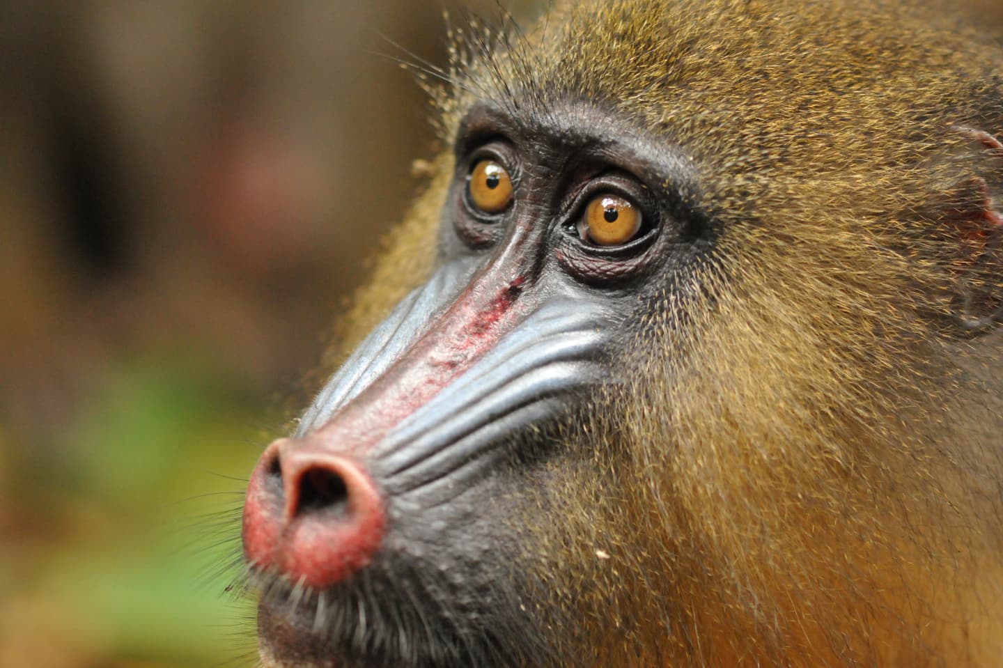 Mandrills