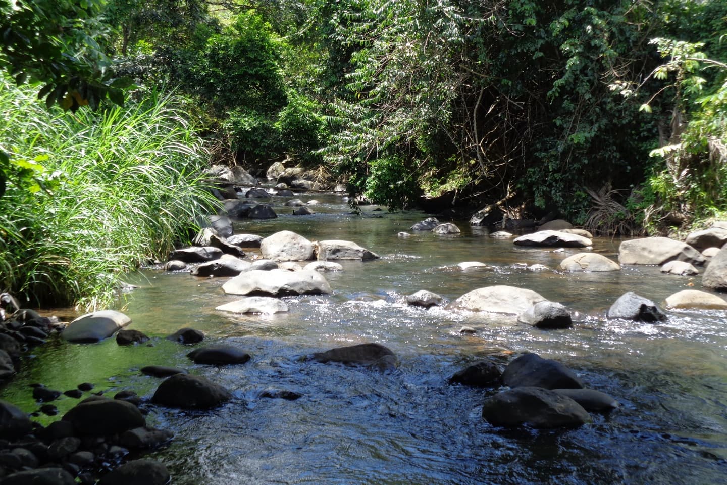 Communautés de mollusques d'eaux douces