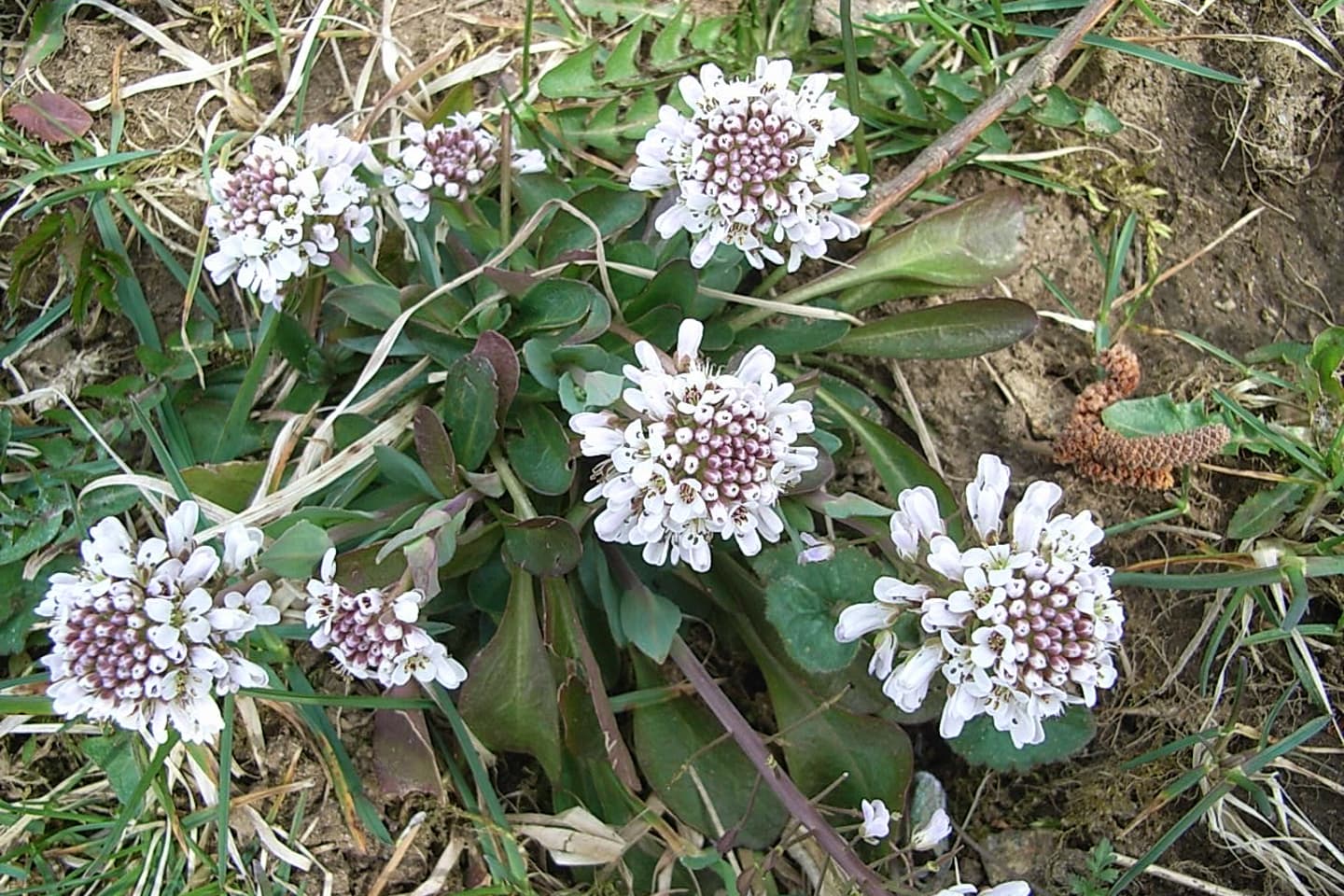 Noccaea caerulescens