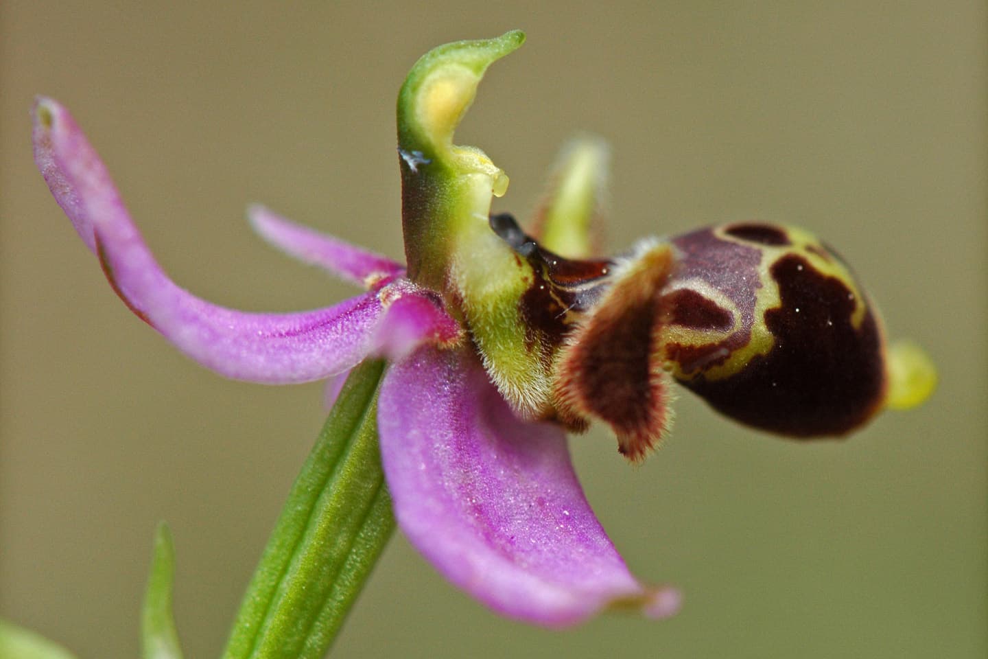 Orchidées méditerranéennes