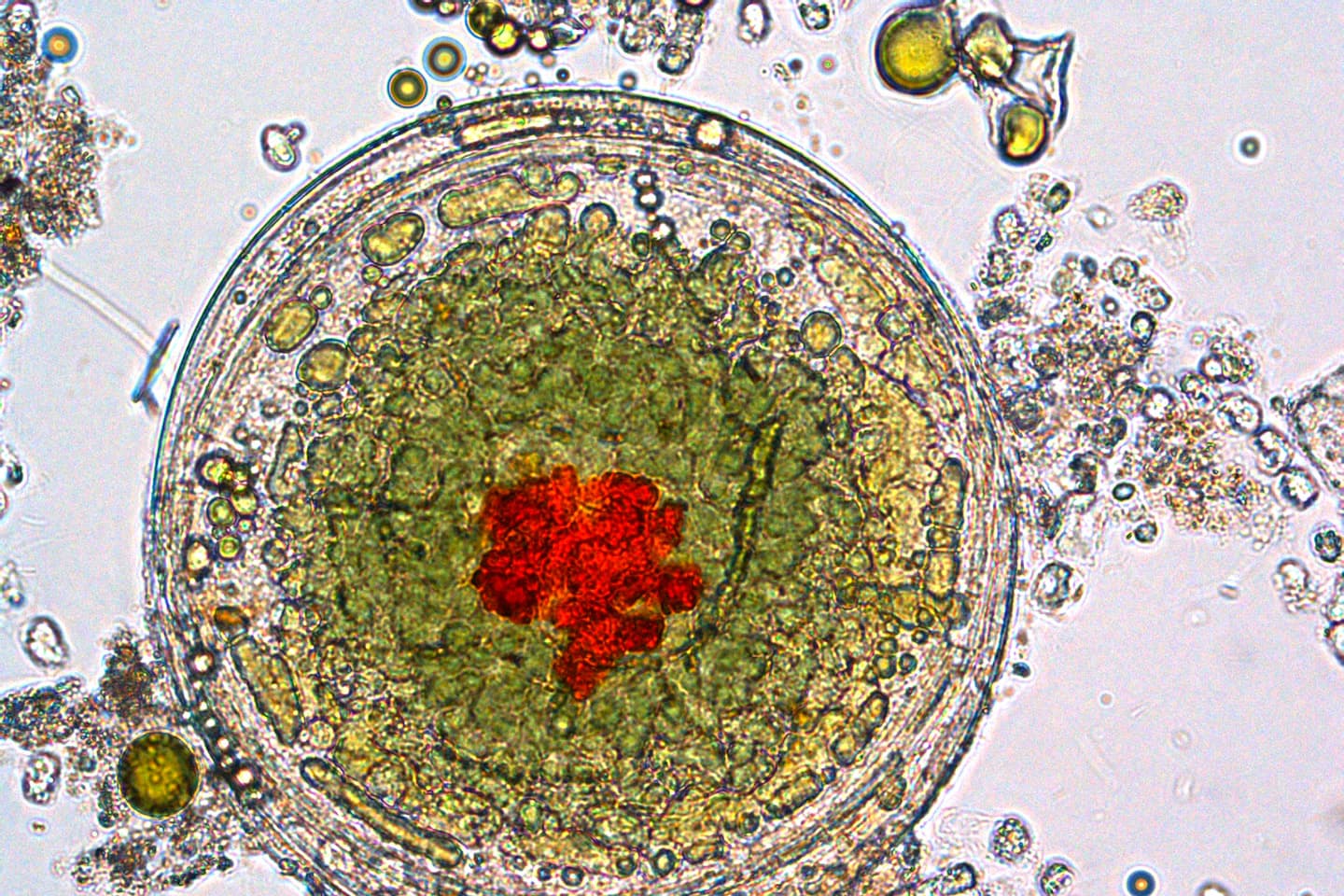 Photos de phytoplancton