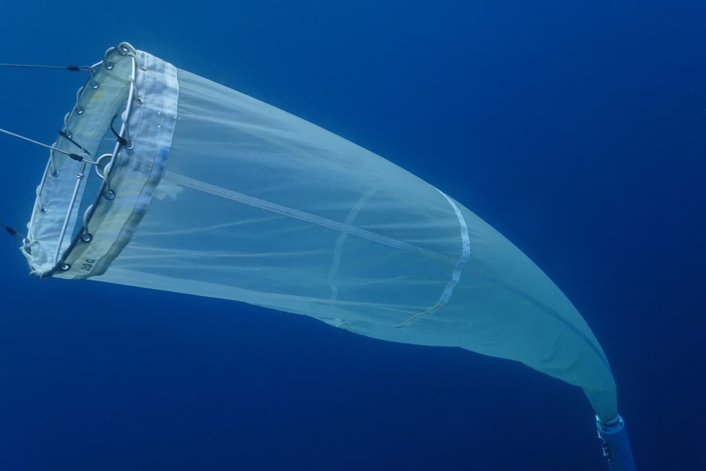 Communautés microbiennes de Thau