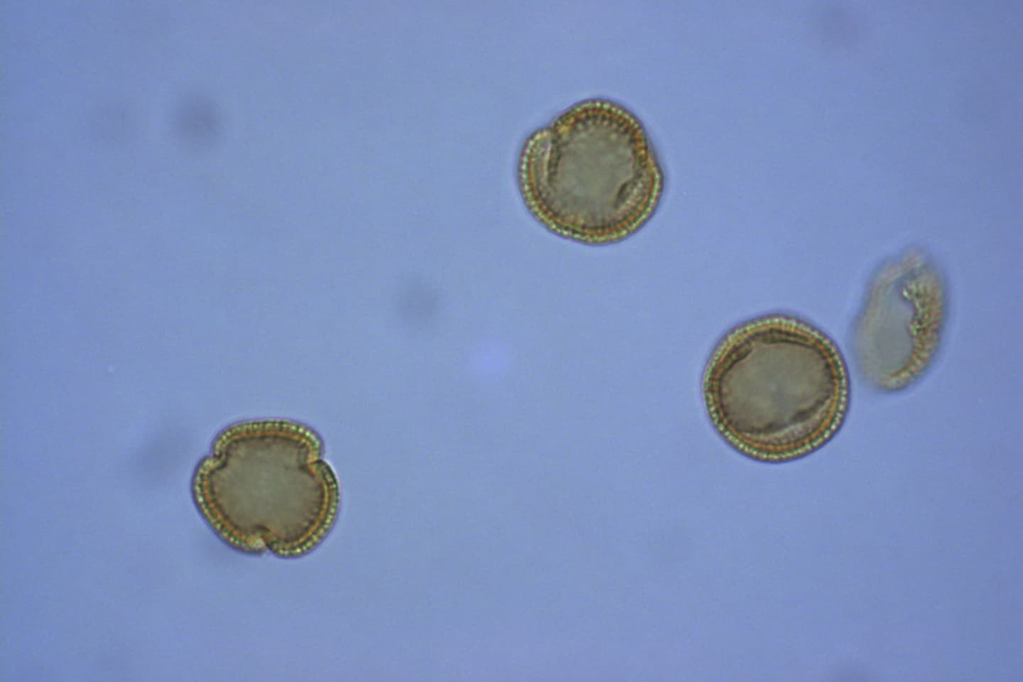 Pollinisation de l'olivier