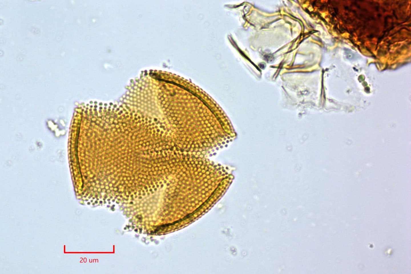 Atlas de Pollen de l'Université de Montpellier