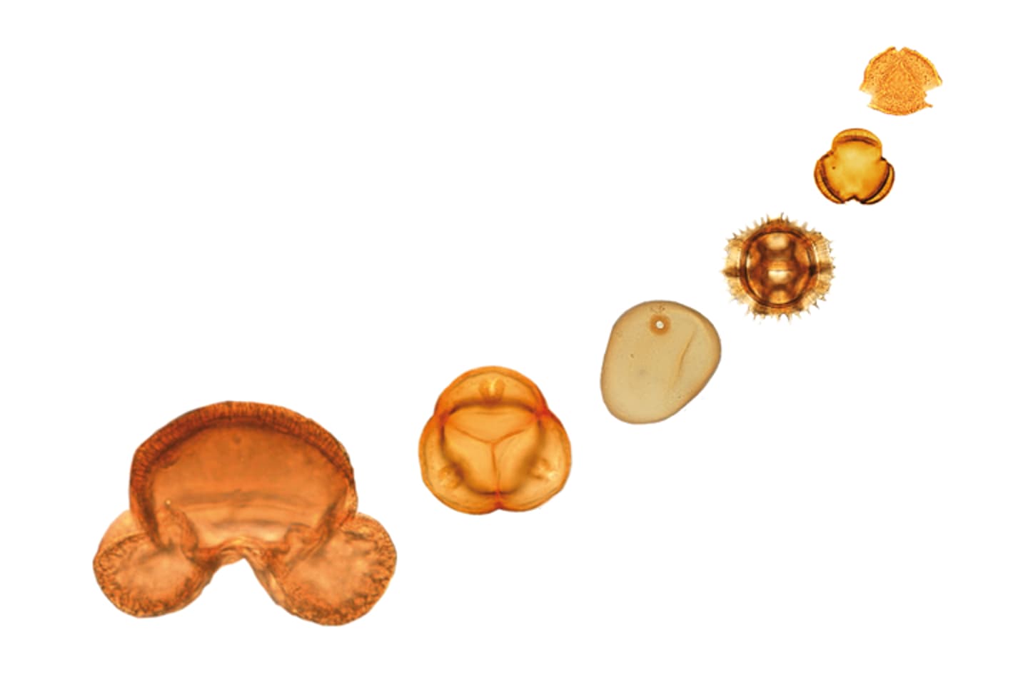 Relations pollen-végétation-climat