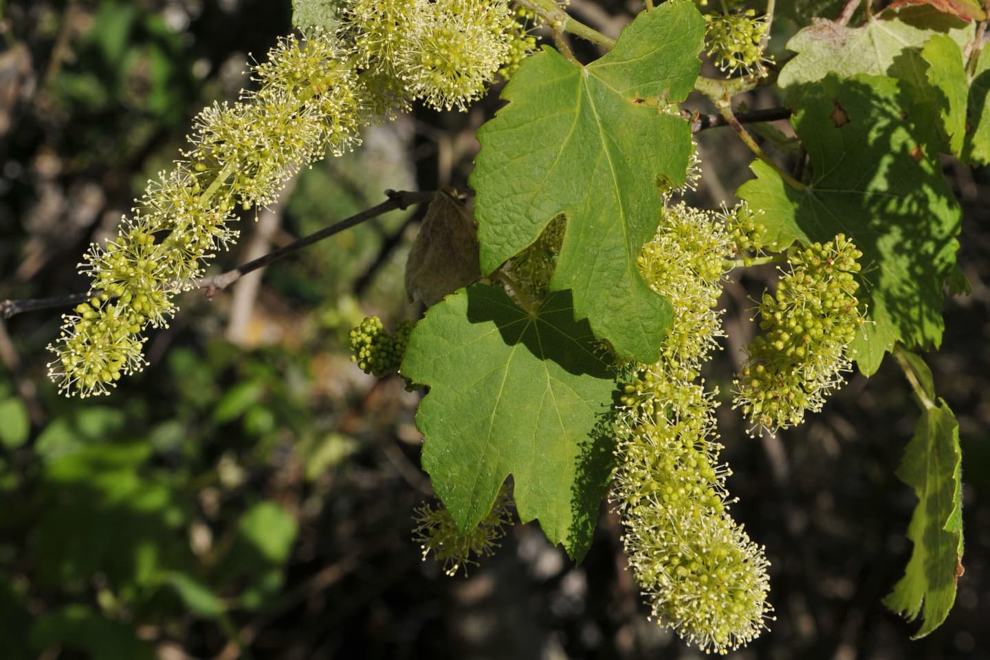 Pollinisation de la vigne