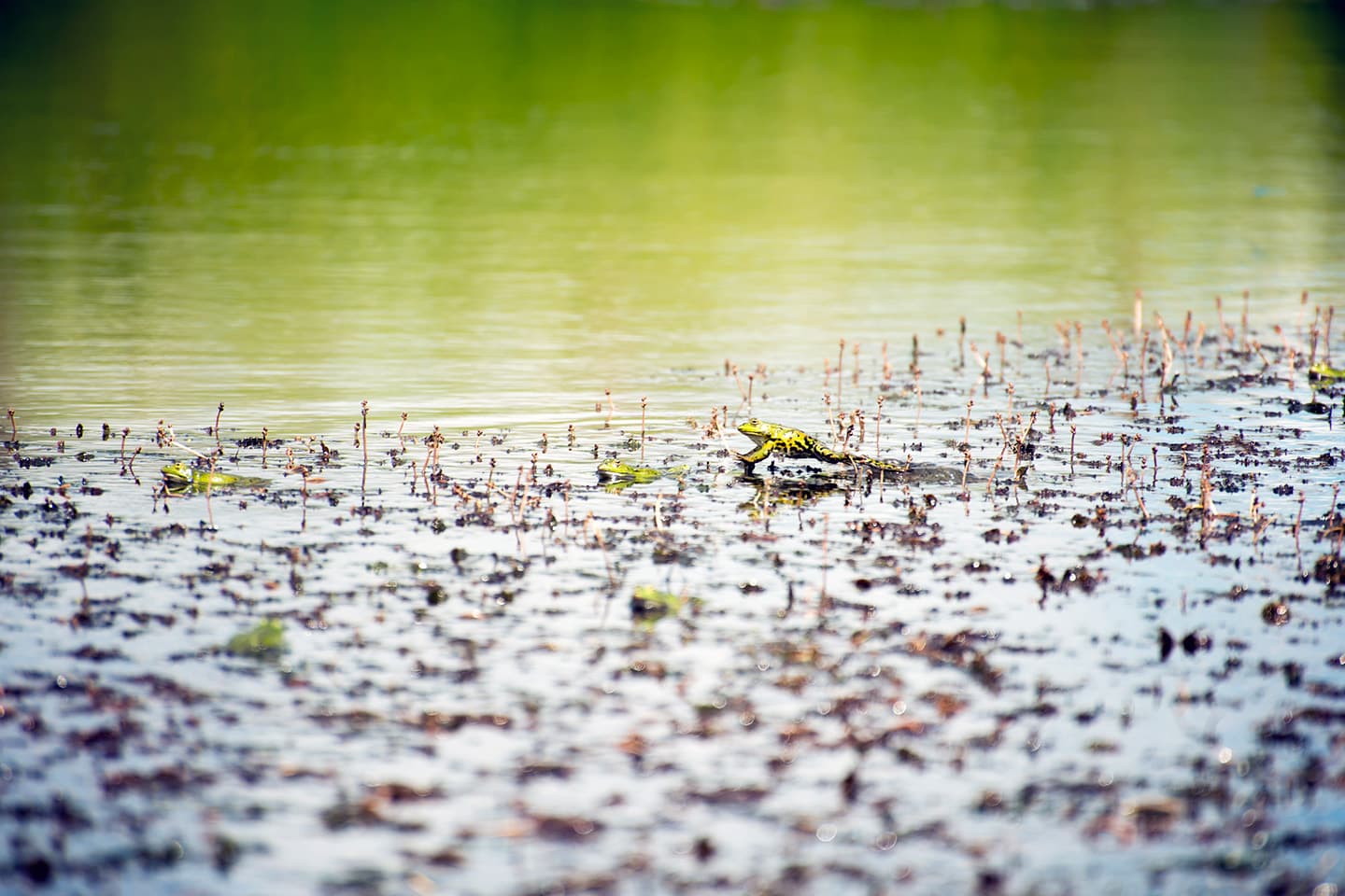 Points d'eau temporaires