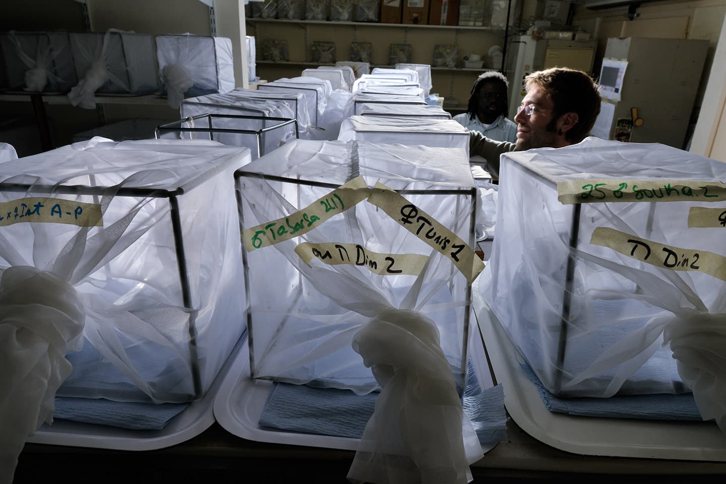 Résistances aux Insecticides chez Culex pipiens