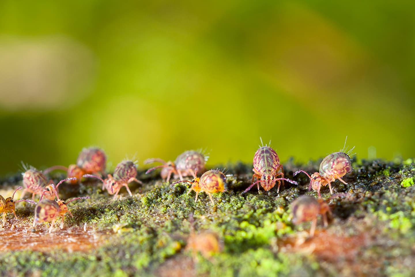 Faune du sol sur d'anciens sites miniers