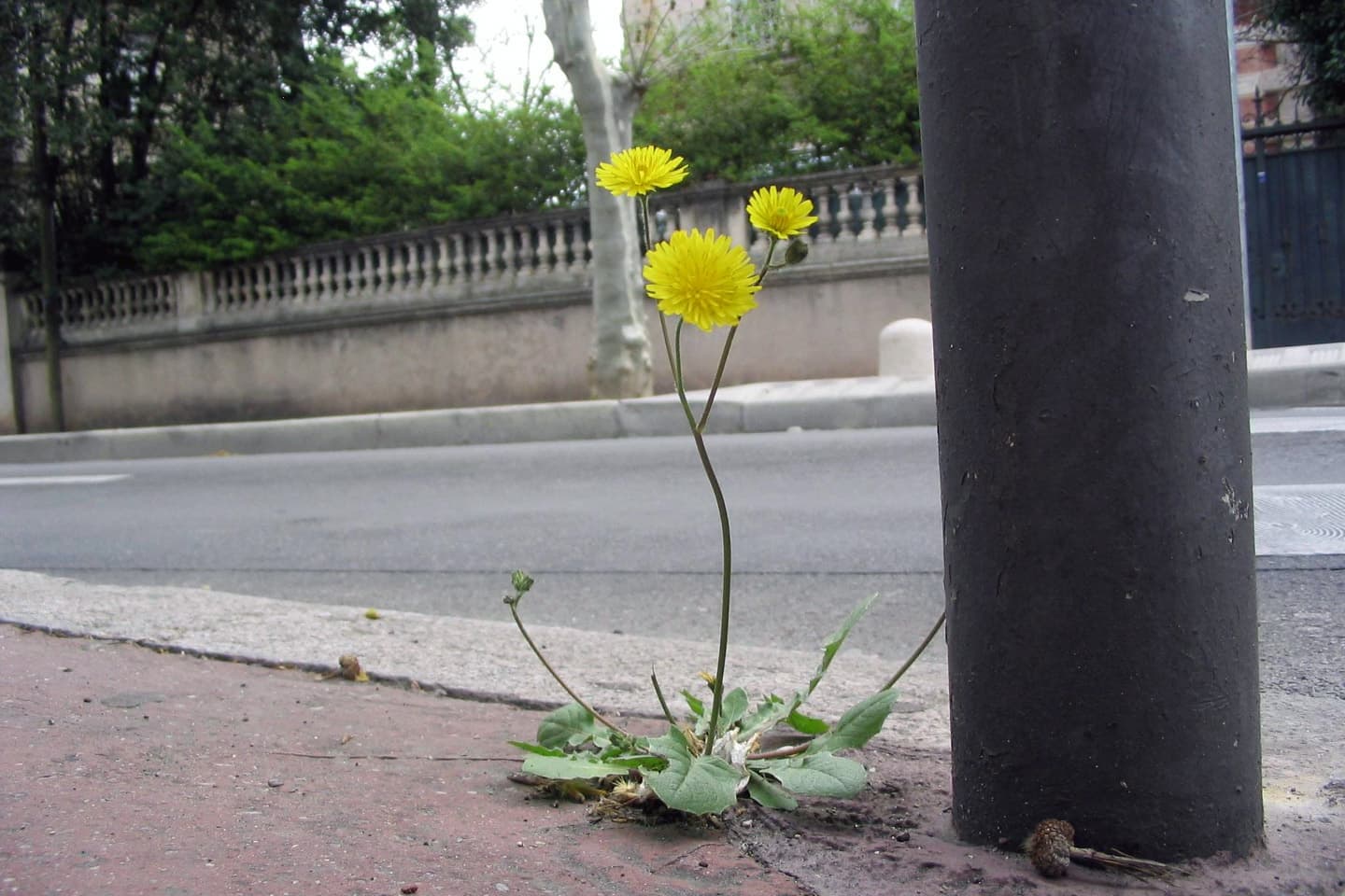 Dynamique des végétaux en milieu urbain