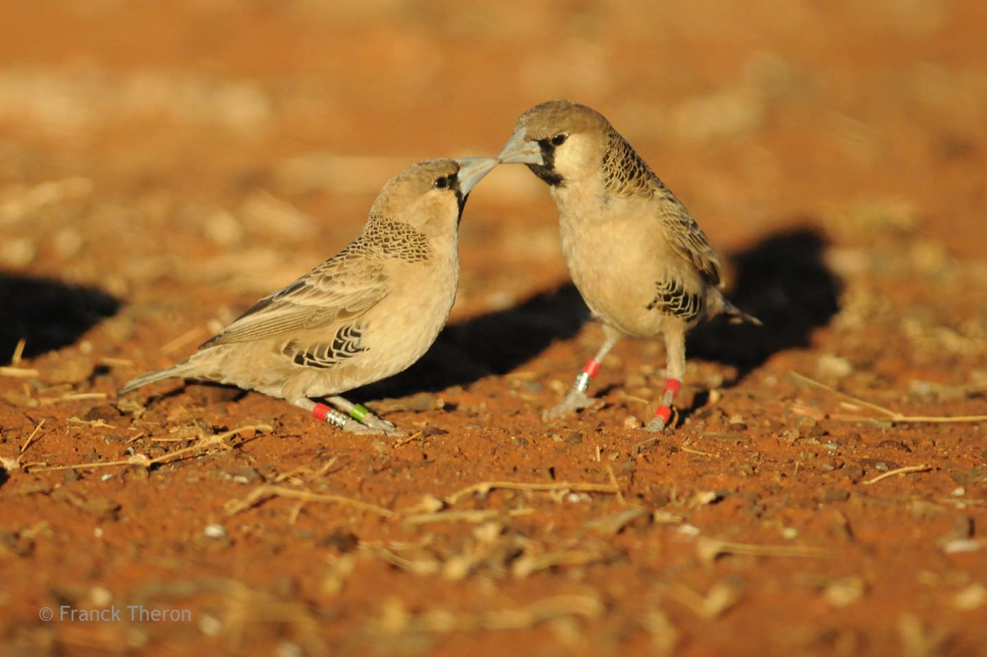 Républicains sociaux