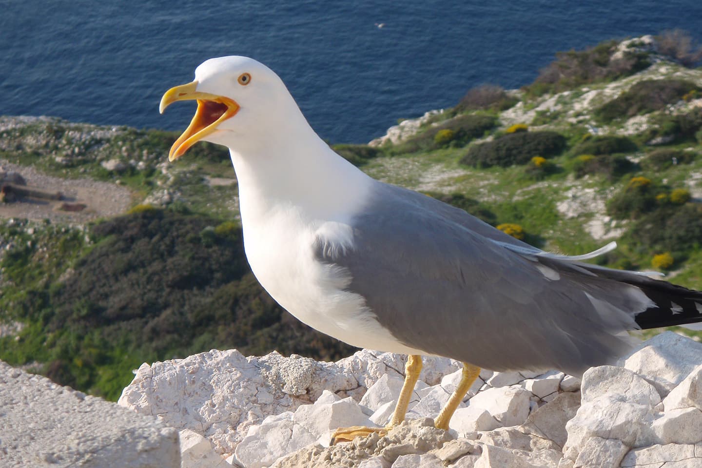 Goélands leucophée