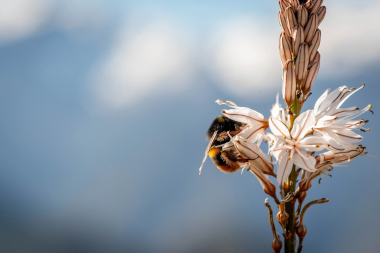 BeeFunc