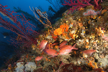 Coralligène