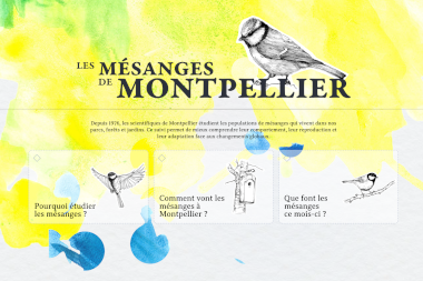 Les mésanges de Montpellier