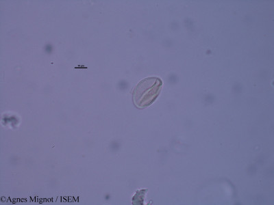 Alyssum calycinum - lame n° 31431