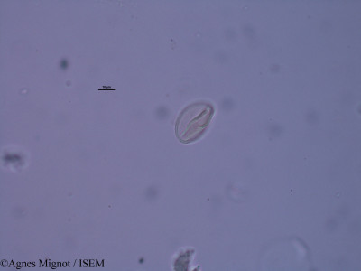 Alyssum calycinum - lame n° 31431