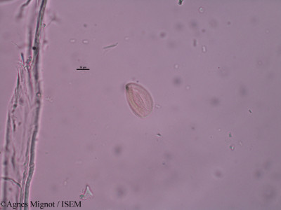 Alyssum calycinum - lame n° 31431