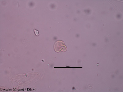 Alyssum calycinum - lame n° 31431