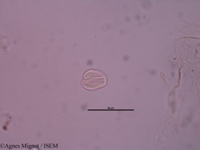 Alyssum calycinum - lame n° 31431