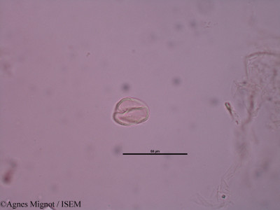 Alyssum calycinum - lame n° 31431