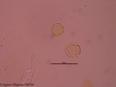 Anthyllis montana - lame n° 32891