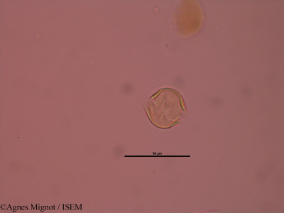 Anthyllis montana - lame n° 32891