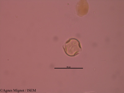 Anthyllis montana - lame n° 32891