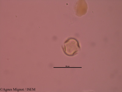 Anthyllis montana - lame n° 32891