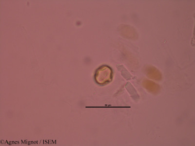 Anthyllis montana - lame n° 32891