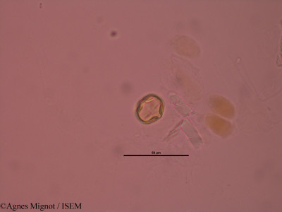Anthyllis montana - lame n° 32891