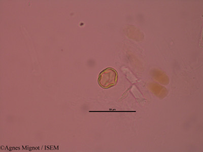 Anthyllis montana - lame n° 32891