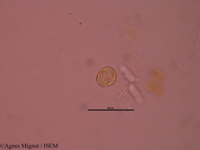 Anthyllis montana - lame n° 32891