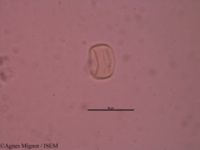 Anthyllis montana - lame n° 34648