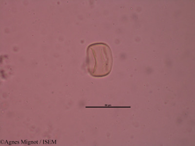 Anthyllis montana - lame n° 34648