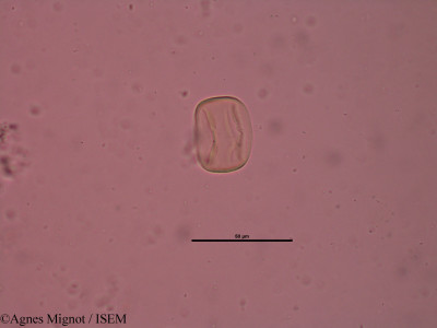 Anthyllis montana - lame n° 34648