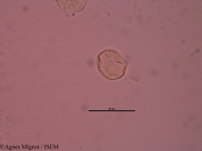 Anthyllis montana - lame n° 34648